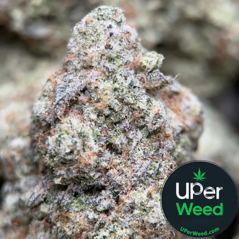 Phoenix Haze