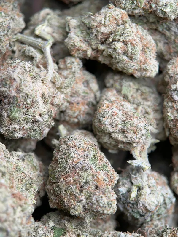 Phoenix Haze sativa cannabis flower 2