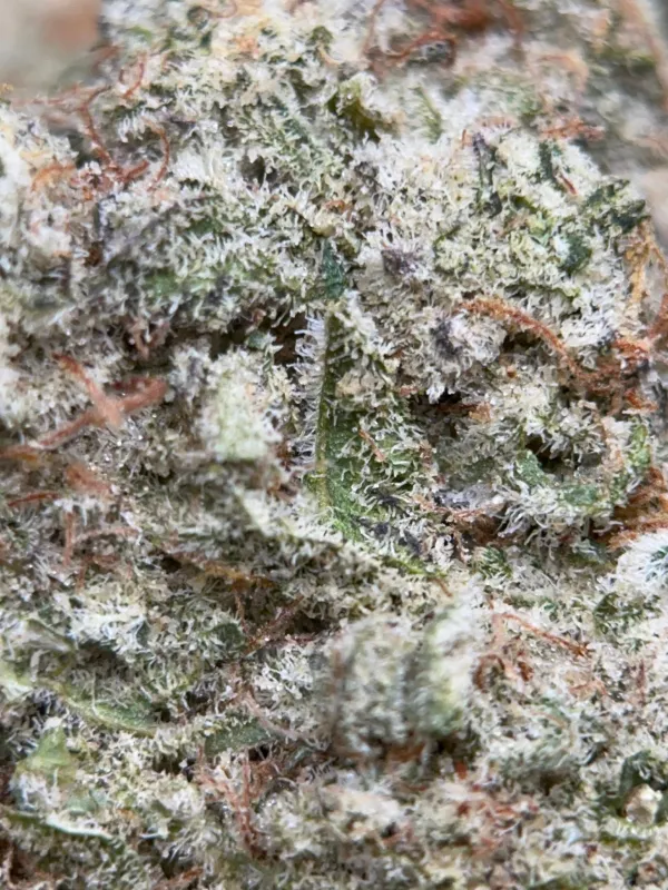 Phoenix Haze sativa cannabis flower 3