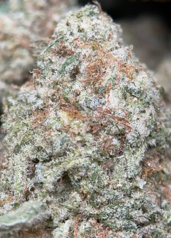 Phoenix Haze sativa cannabis flower 4