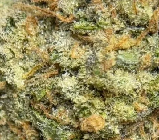Forest-green Pie Hoe buds with orange pistils and amber trichomes 3
