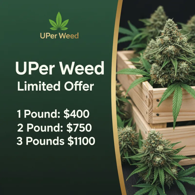 Pineapple Haze forest-green spade buds with white trichomes and amber hairs 2
