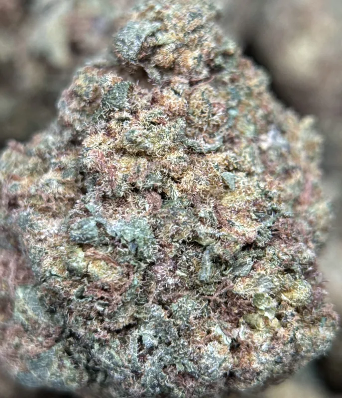Pineapple Haze forest-green spade buds with white trichomes and amber hairs 3
