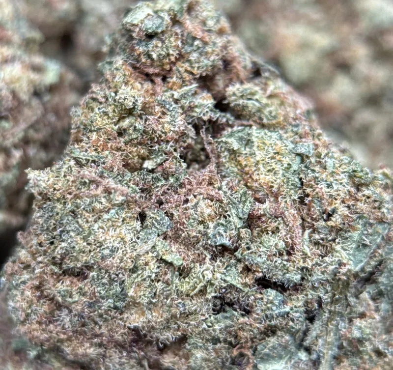 Pineapple Haze forest-green spade buds with white trichomes and amber hairs 4