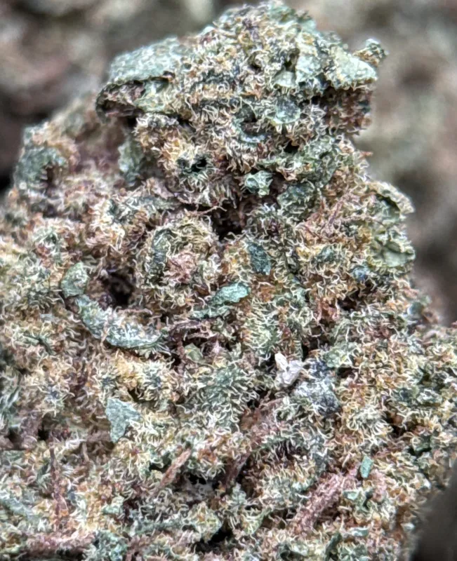 Pineapple Haze forest-green spade buds with white trichomes and amber hairs 5