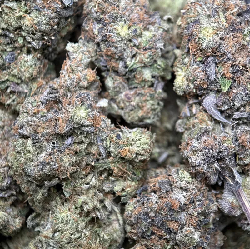 Pink Blood mint-green buds with pink-white trichomes and orange hairs 3