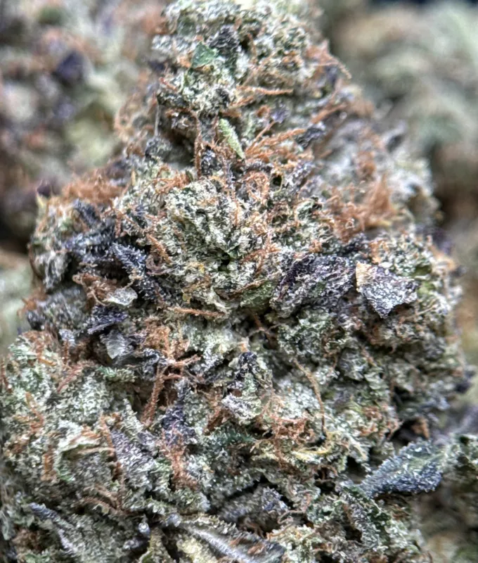 Pink Blood mint-green buds with pink-white trichomes and orange hairs 6