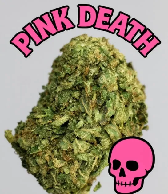 Pink Death olive-green frosty buds with pink undertones 2