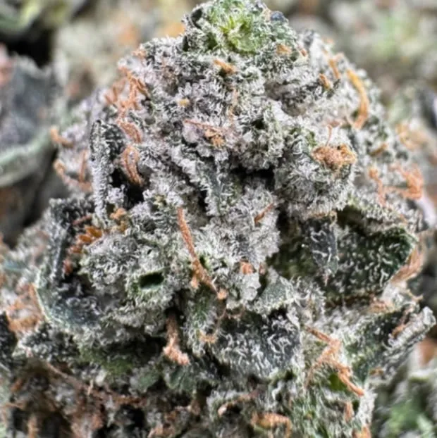 Pink Delirium