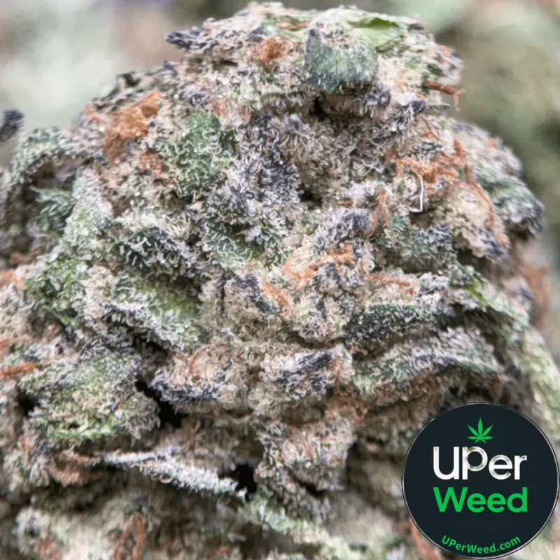 Pink Diesel indica cannabis flower with pungent gas and floral profile 2