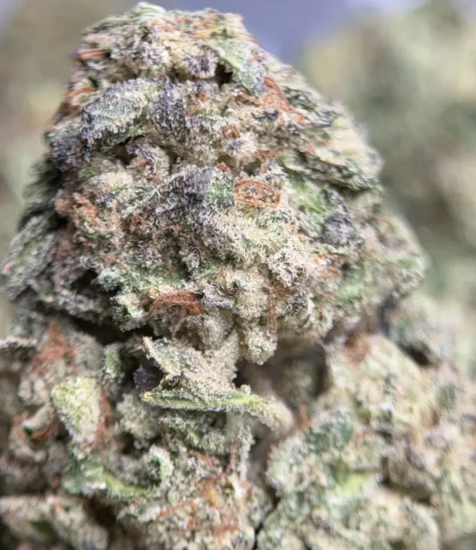 Pink Diesel indica cannabis flower with pungent gas and floral profile 3