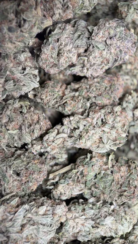 Pink Diesel indica cannabis flower with pungent gas and floral profile 4