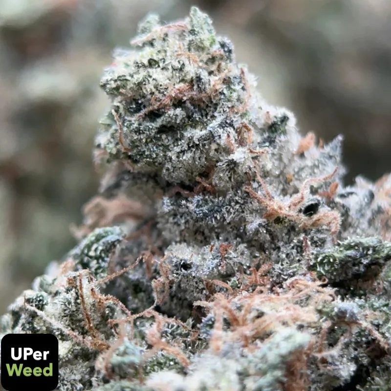 Pink Diesel
