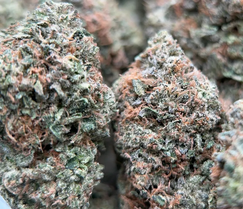 Bulk Pink Diesel dark green and pink-purple frosty cannabis buds 2