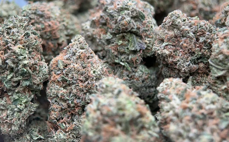Bulk Pink Diesel dark green and pink-purple frosty cannabis buds 3