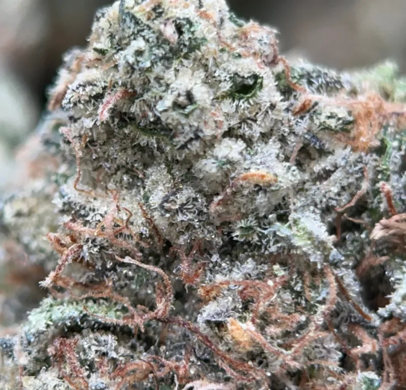 Bulk Pink Diesel dark green and pink-purple frosty cannabis buds 4
