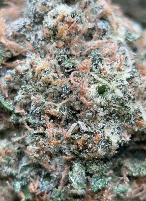 Bulk Pink Diesel dark green and pink-purple frosty cannabis buds 5