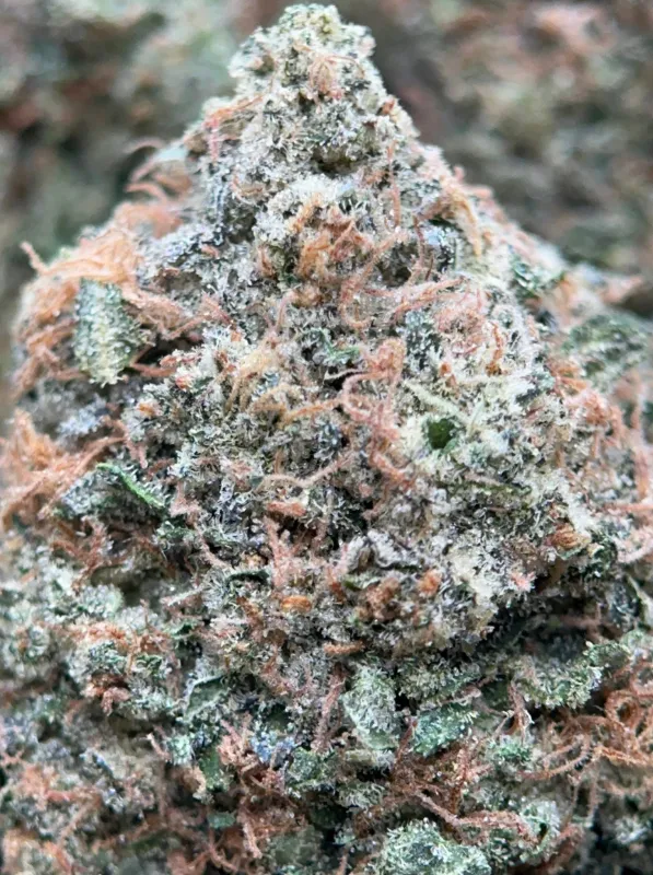 Bulk Pink Diesel dark green and pink-purple frosty cannabis buds 6