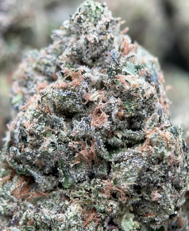 Bulk Pink Diesel dark green and pink-purple frosty cannabis buds 7