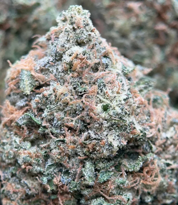 Bulk Pink Diesel dark green and pink-purple frosty cannabis buds 8