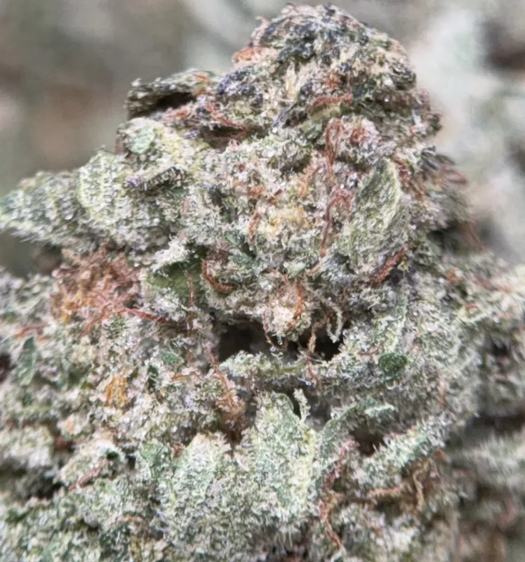 Pink Diesel indica cannabis flower with pungent gas and floral profile 5
