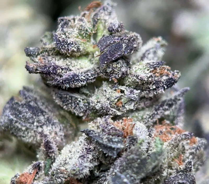 Pink-tinted Pink Panties buds with pink pistils and thick crystal trichomes 2