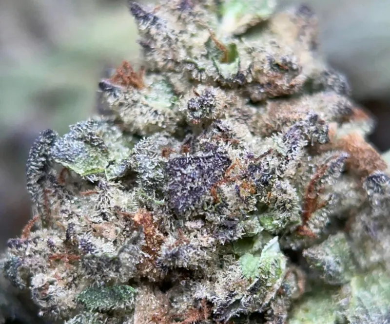 Pink-tinted Pink Panties buds with pink pistils and thick crystal trichomes 3