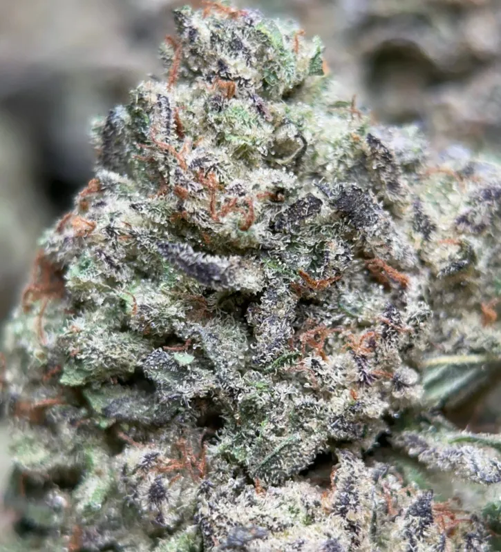 Pink-tinted Pink Panties buds with pink pistils and thick crystal trichomes 4