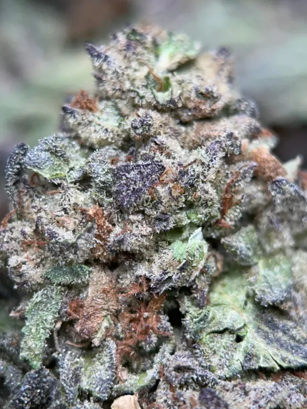 Pink-tinted Pink Panties buds with pink pistils and thick crystal trichomes 5