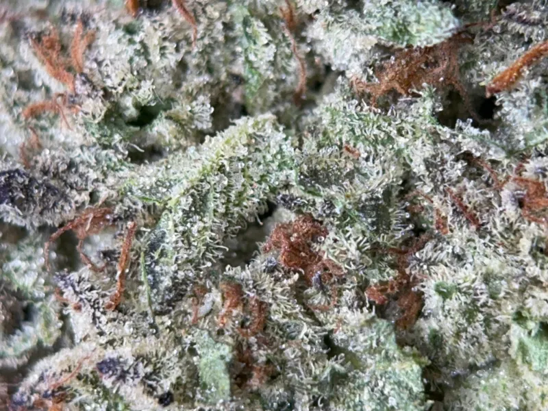 Pink-tinted Pink Panties buds with pink pistils and thick crystal trichomes 6