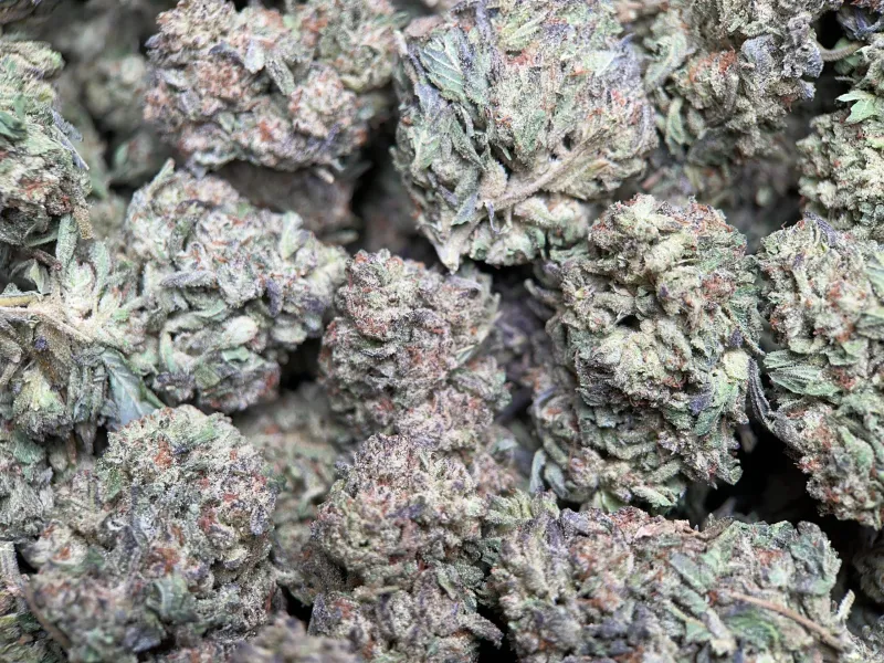 Pink-tinted Pink Panties buds with pink pistils and thick crystal trichomes 7
