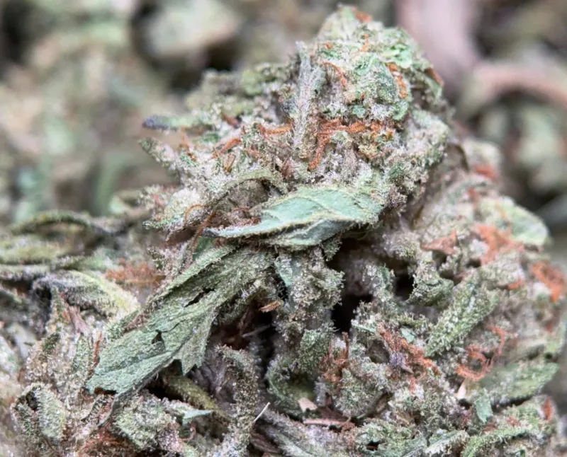 Pink Skywalker indica cannabis flower 2