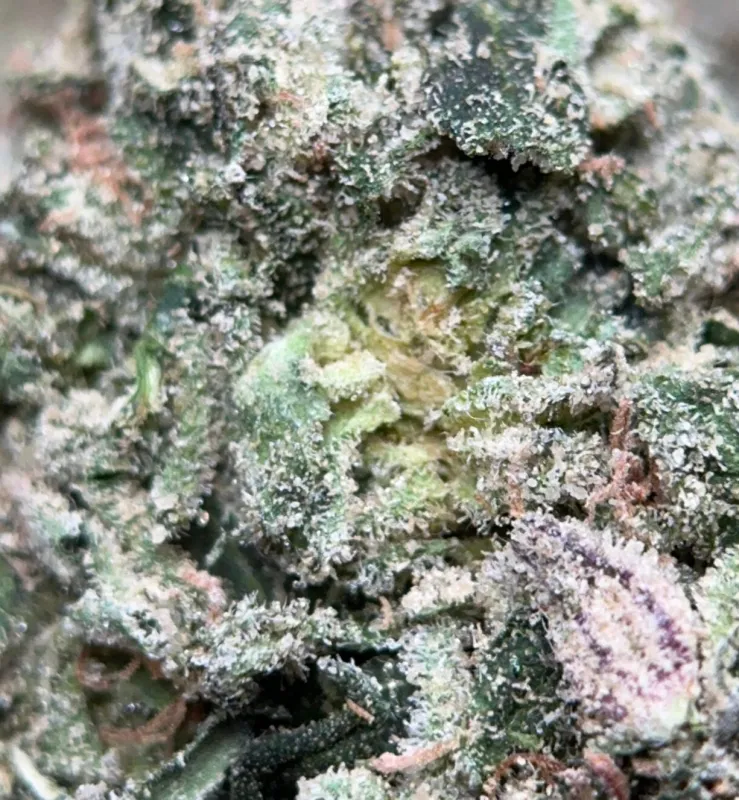 Sticky Pinkman Goo indica cannabis buds 3