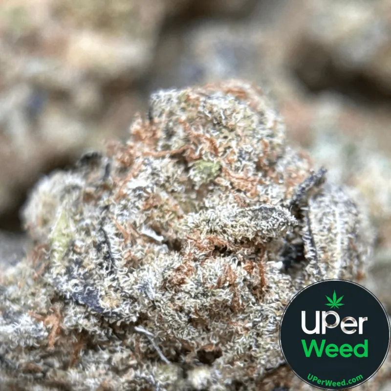 Popcorn Kush