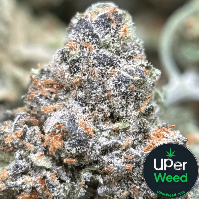 Purple Cookies Bomb