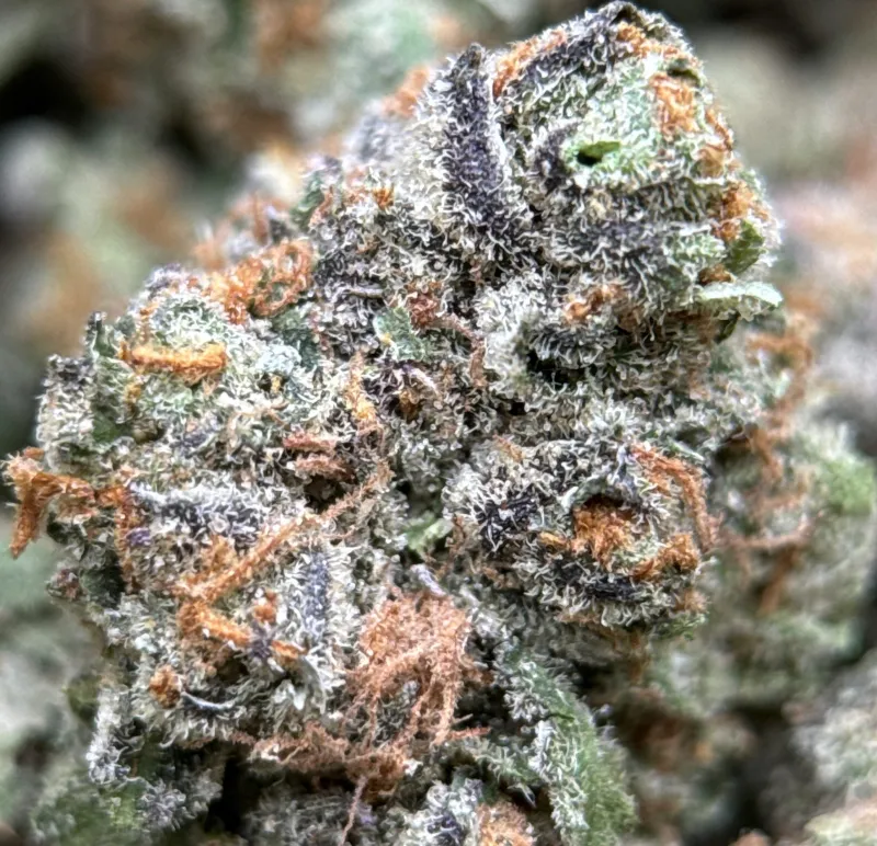 Purple Cookies Bomb hybrid cannabis flower 2