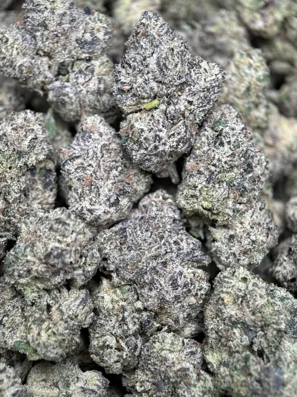 Deep-purple Purple Gas buds with orange pistils and frost 3