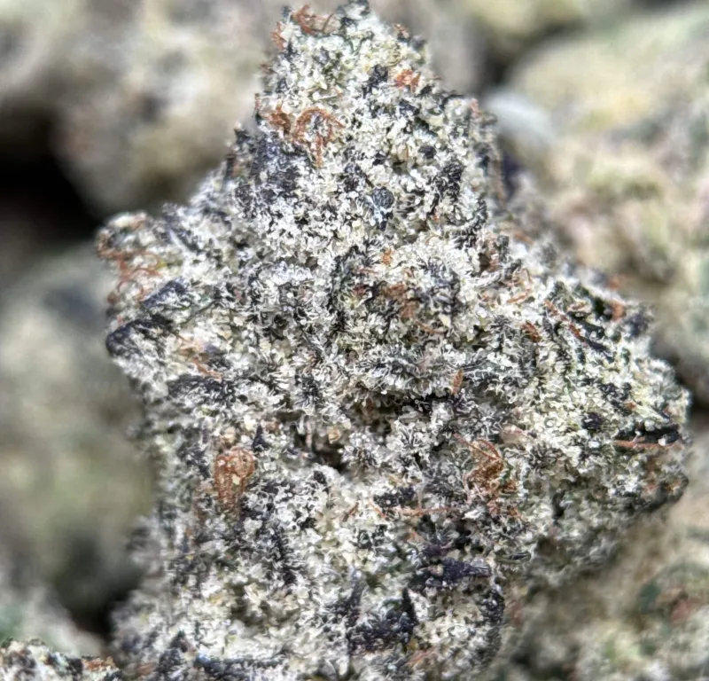 Deep-purple Purple Gas buds with orange pistils and frost 4