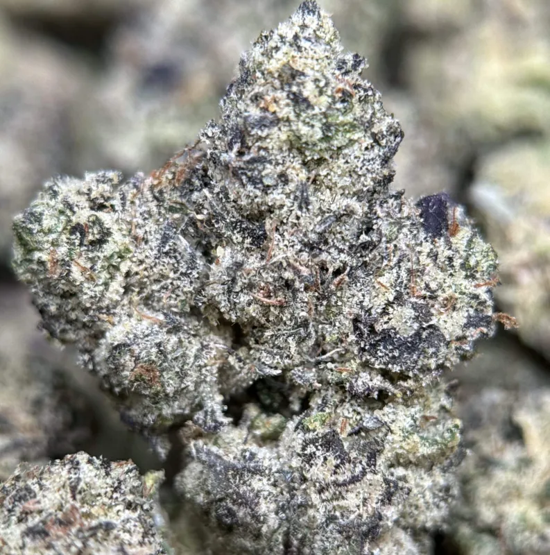Deep-purple Purple Gas buds with orange pistils and frost 5