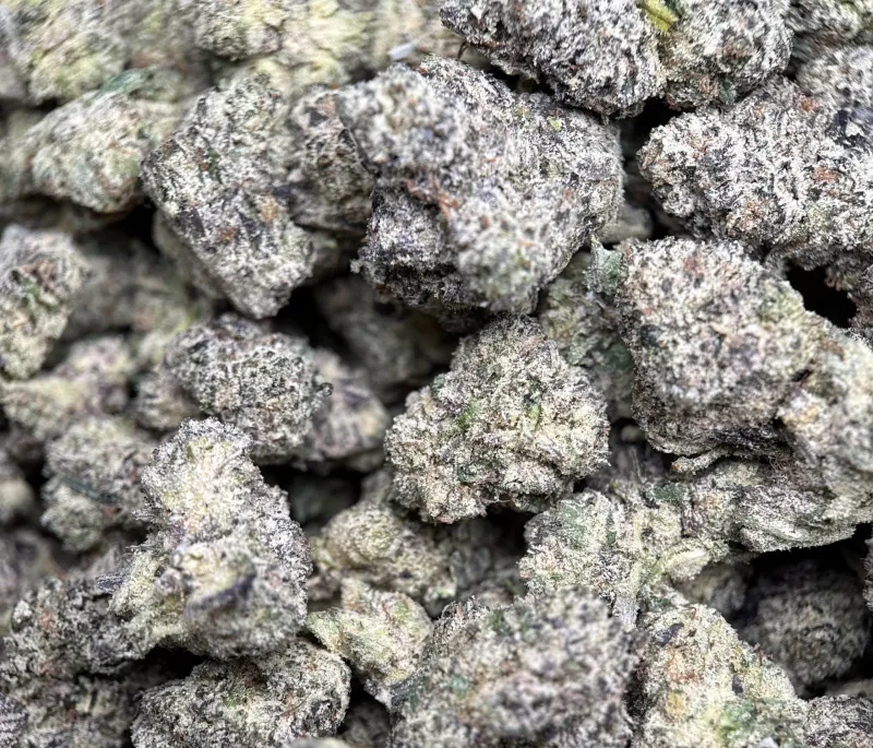 Deep-purple Purple Gas buds with orange pistils and frost 6