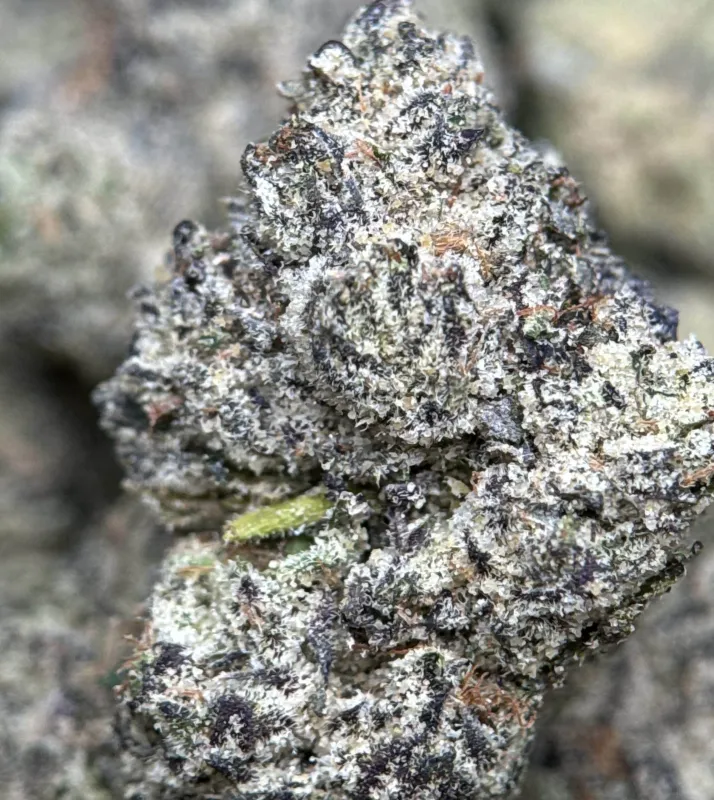 Deep-purple Purple Gas buds with orange pistils and frost 8