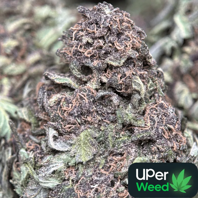 Purple Monster forest-green and purple buds with purple-tinted trichomes 2