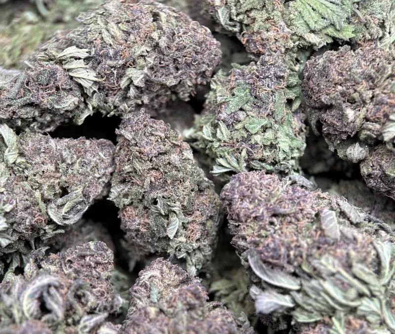 Purple Monster forest-green and purple buds with purple-tinted trichomes 3