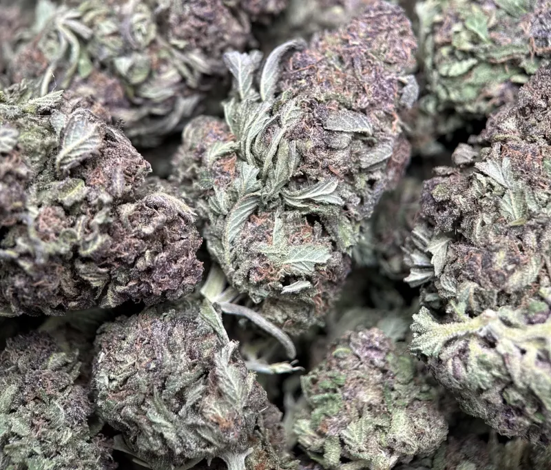 Purple Monster forest-green and purple buds with purple-tinted trichomes 4