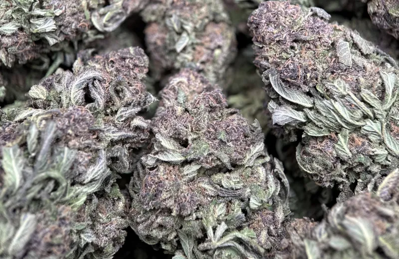 Purple Monster forest-green and purple buds with purple-tinted trichomes 5