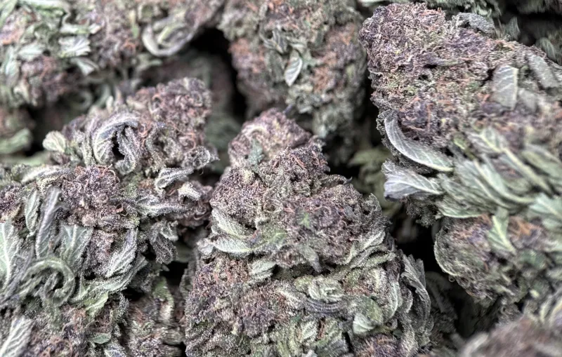 Purple Monster forest-green and purple buds with purple-tinted trichomes 6