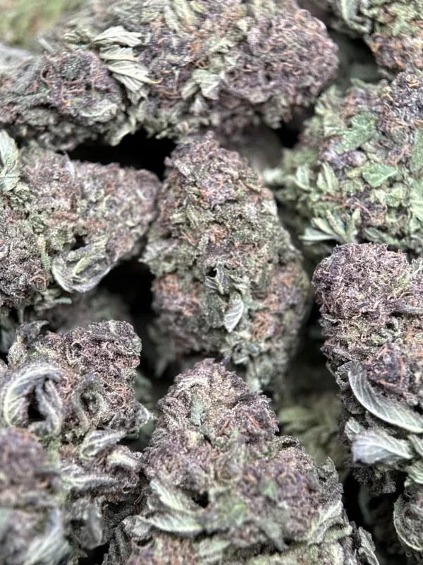 Purple Monster forest-green and purple buds with purple-tinted trichomes 7