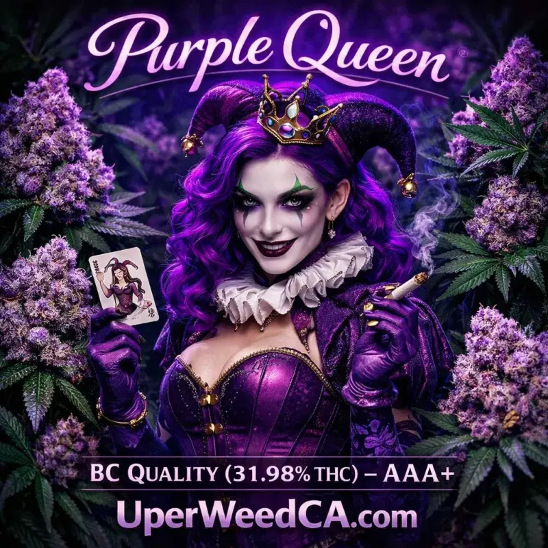 Purple Queen