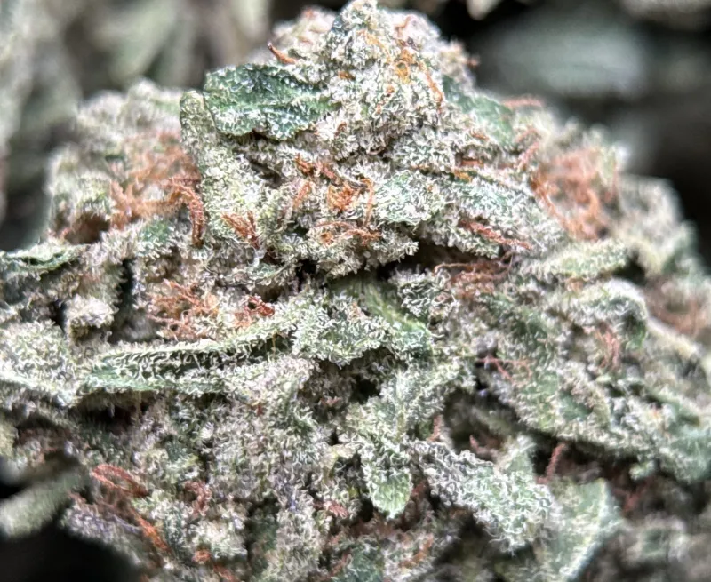 Purple Snake deep green and violet buds with crystalline trichomes 2