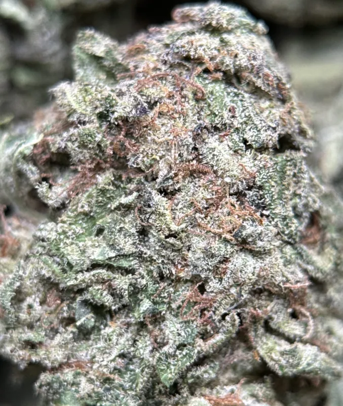 Purple Snake deep green and violet buds with crystalline trichomes 3